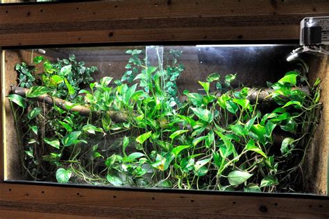 morelia viridis terrarium